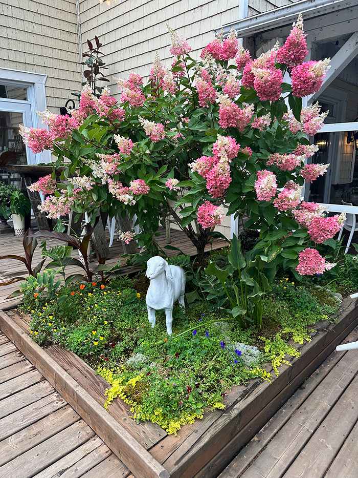 White sheep sculpture beneath pink hydrangeas at The Northridge Inn and Resort